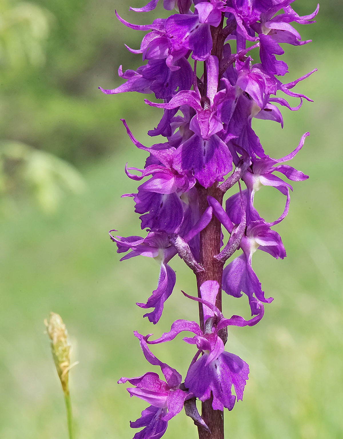 Orchide maschia: Orchis mascula