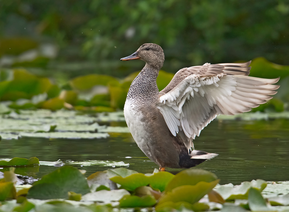 Canapiglia: Anas strepera. En.: Gadwall