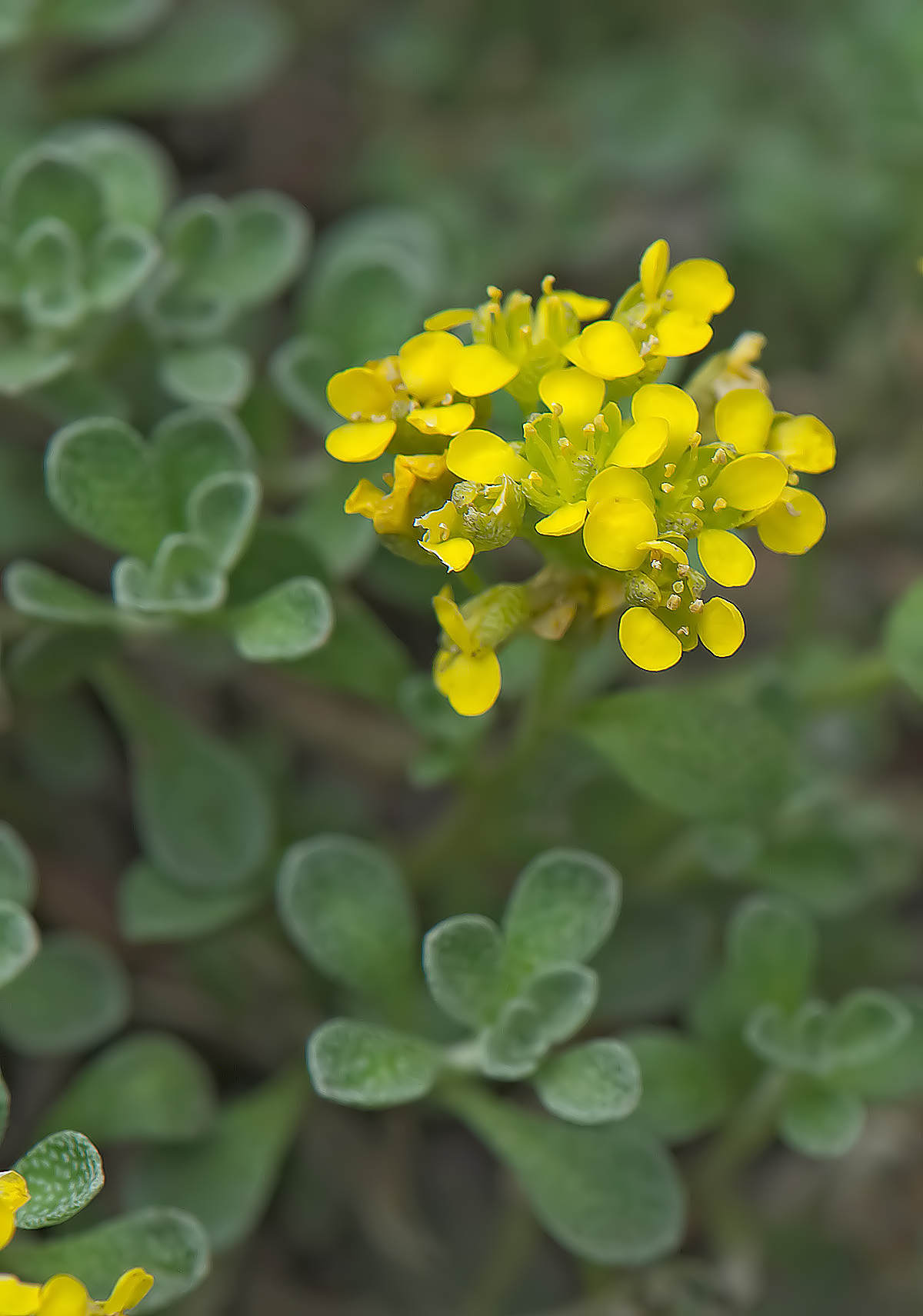 Alyssum alpestre