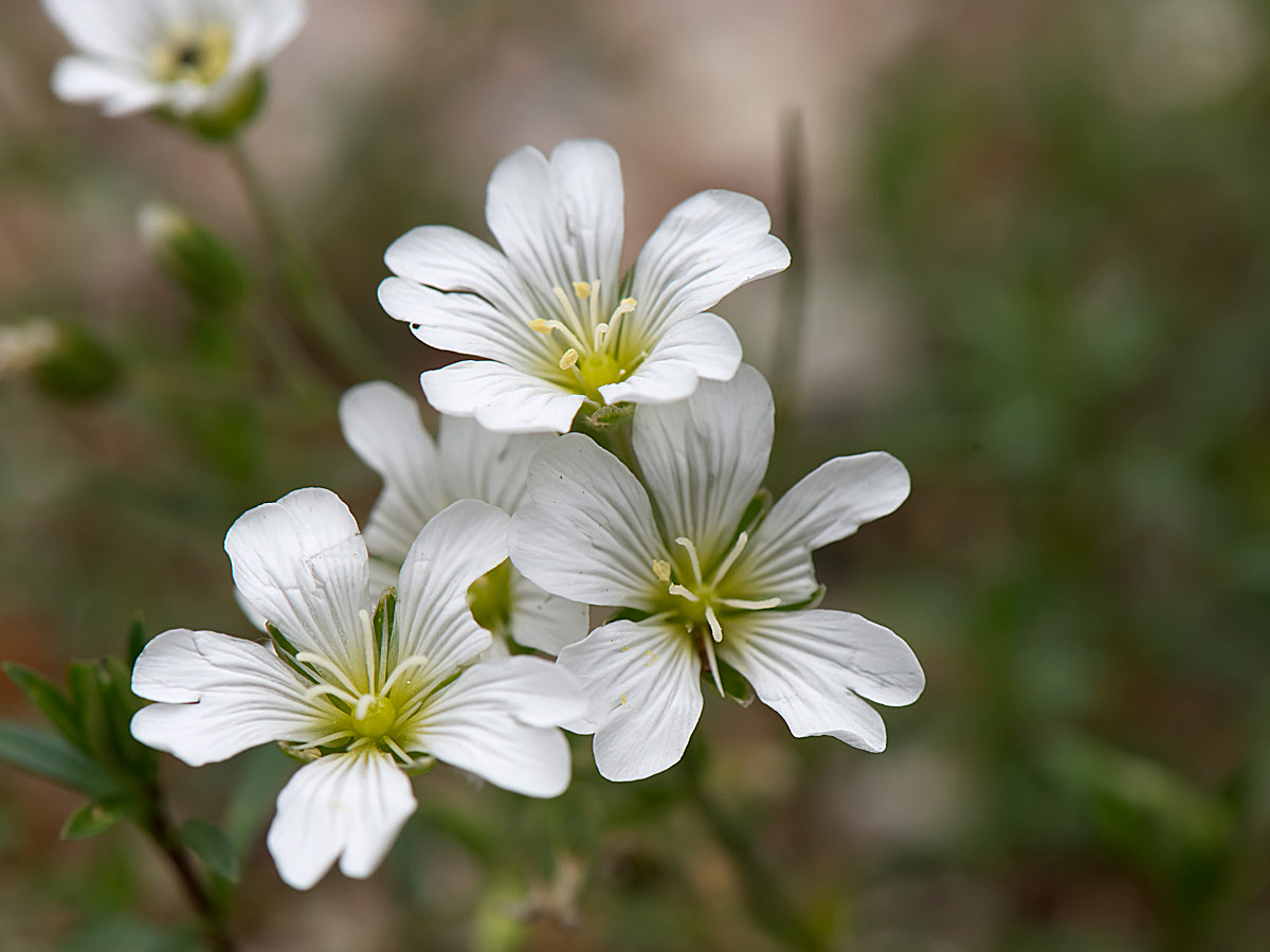 Peverina a foglie strette: Cerastium arvense