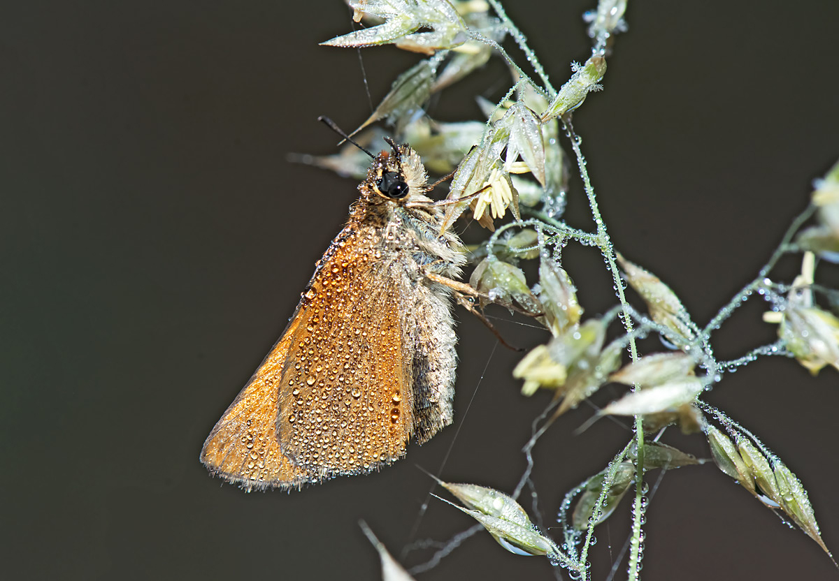 Ochlodes venatus. En.: Large Skipper