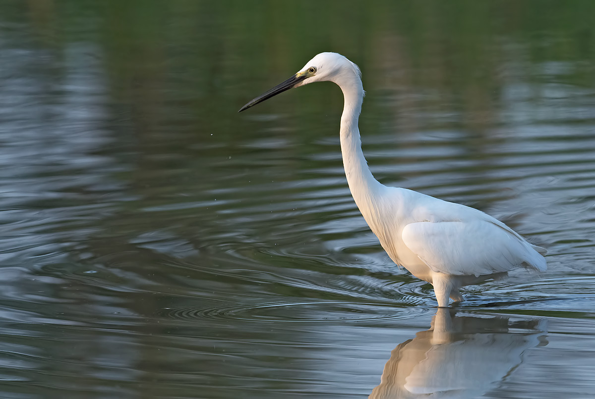 Garzetta: Egretta garzetta. En.: Little Egret