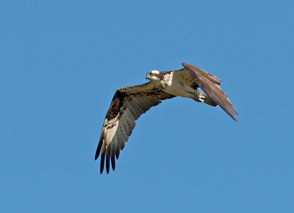 Falco pescatore: Pandion haliaetus carolinensis. En.: Osprey