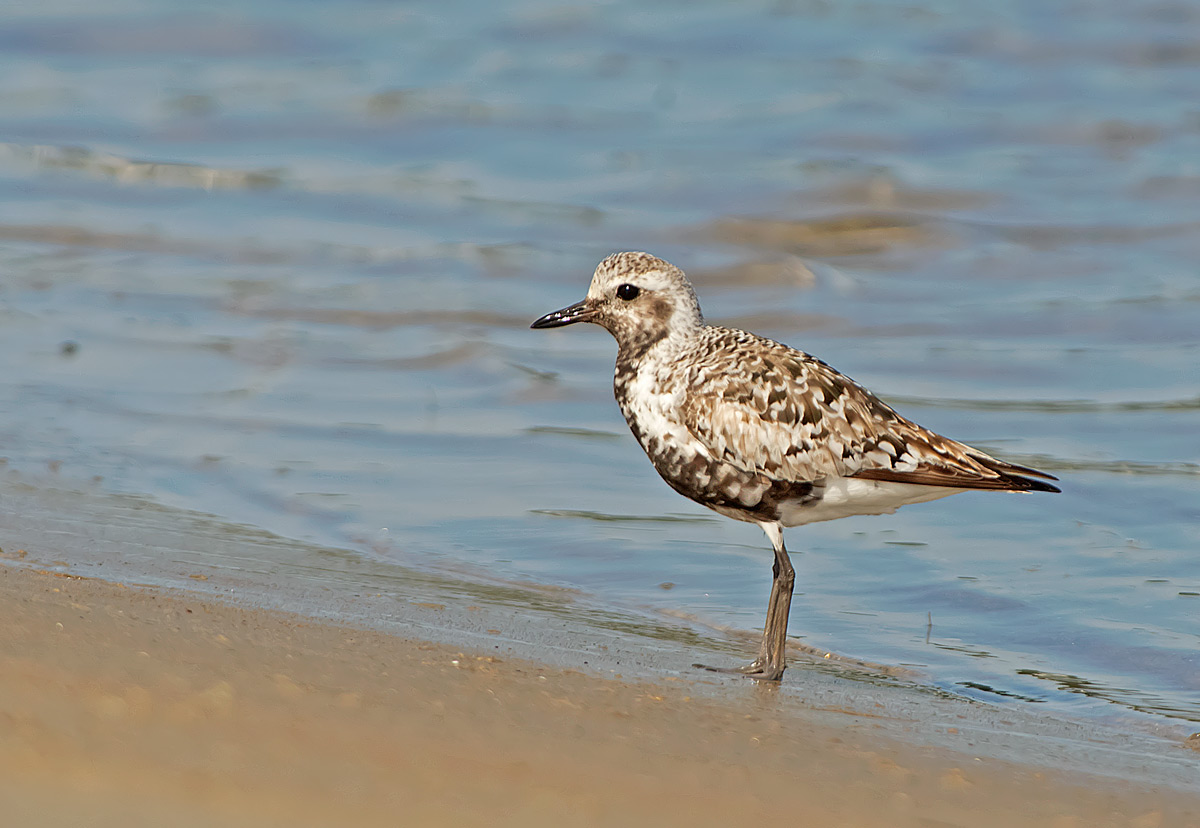 Pivieressa: Pluvialis squatarola. En.: Bleck-bellied Plover (Grey Plover)