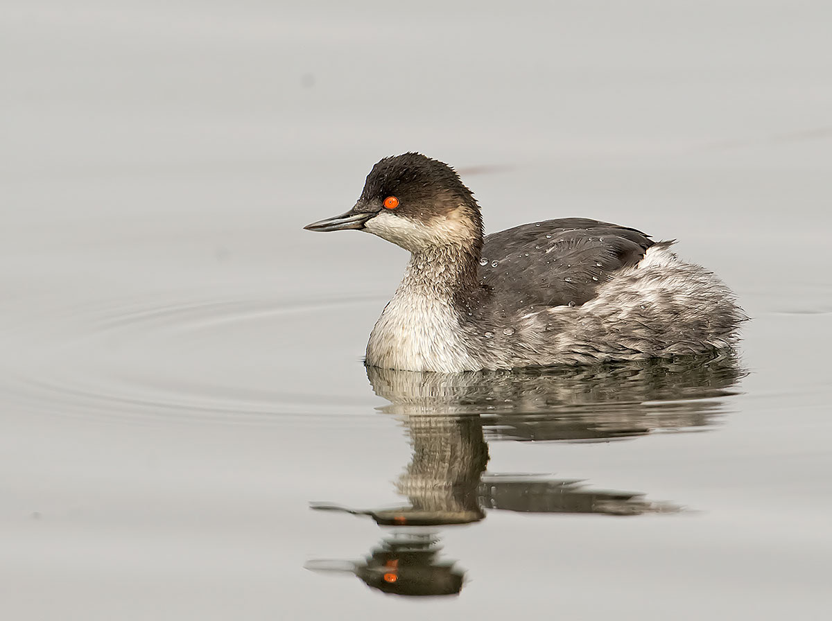 Svasso piccolo: Podiceps nigricollis. En.: Black-necked Grebe - non-breeding