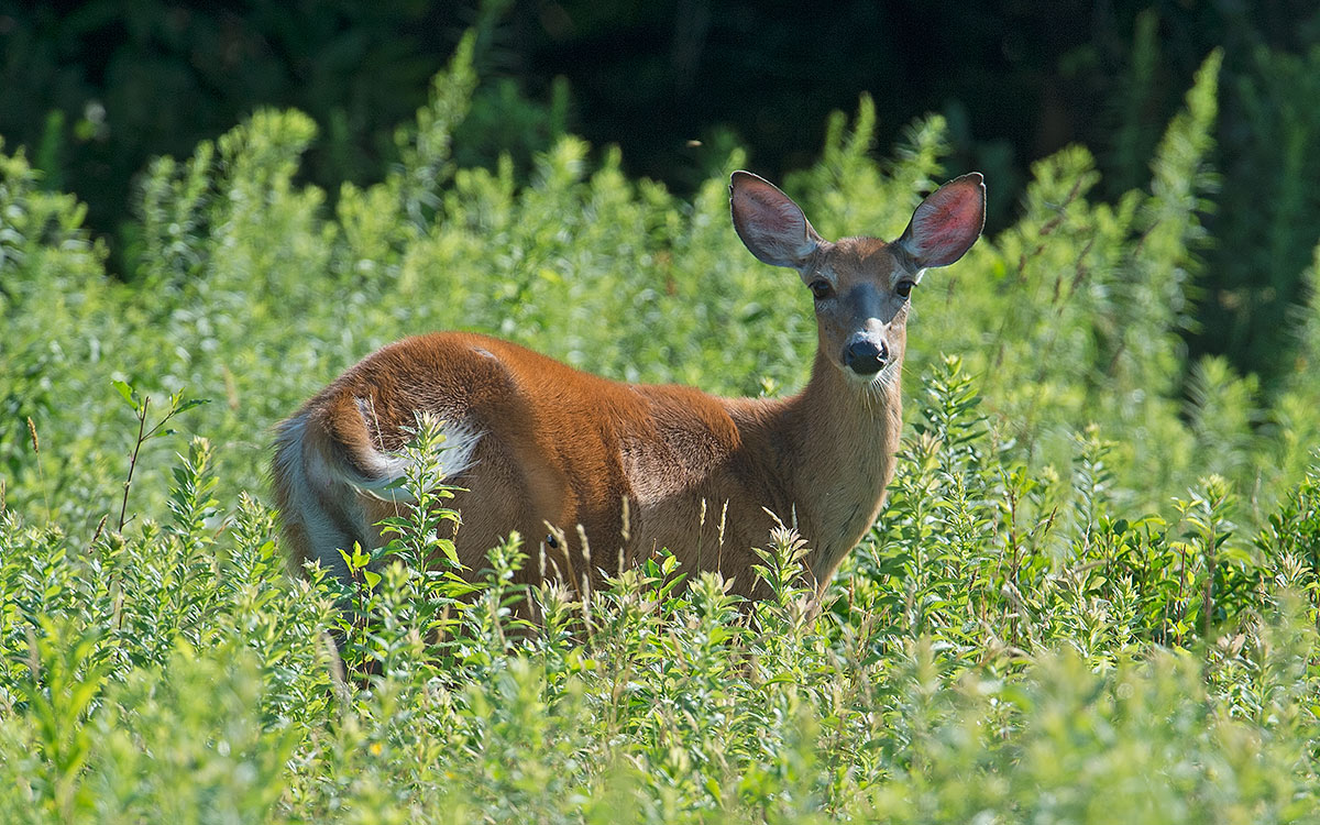 Cervo: Cervus elaphus. En.: Red Deer - F -