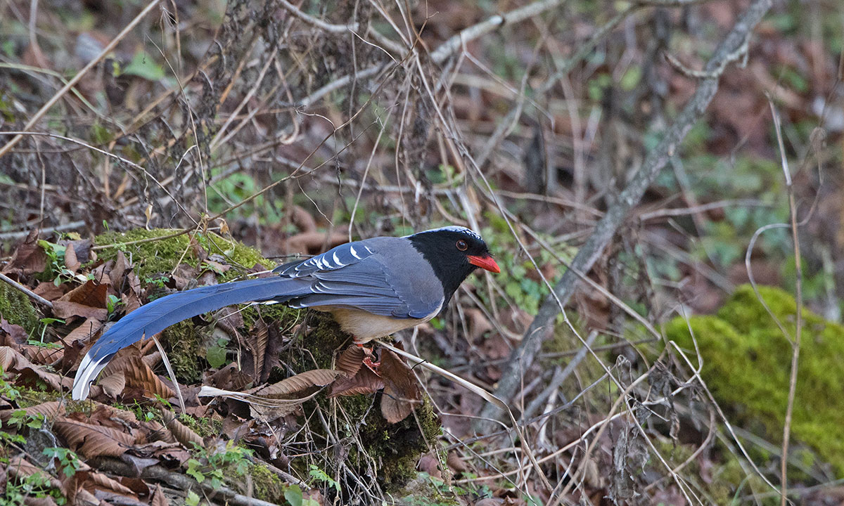 Red-billed blue magpie: Urocissa erythrorhyncha