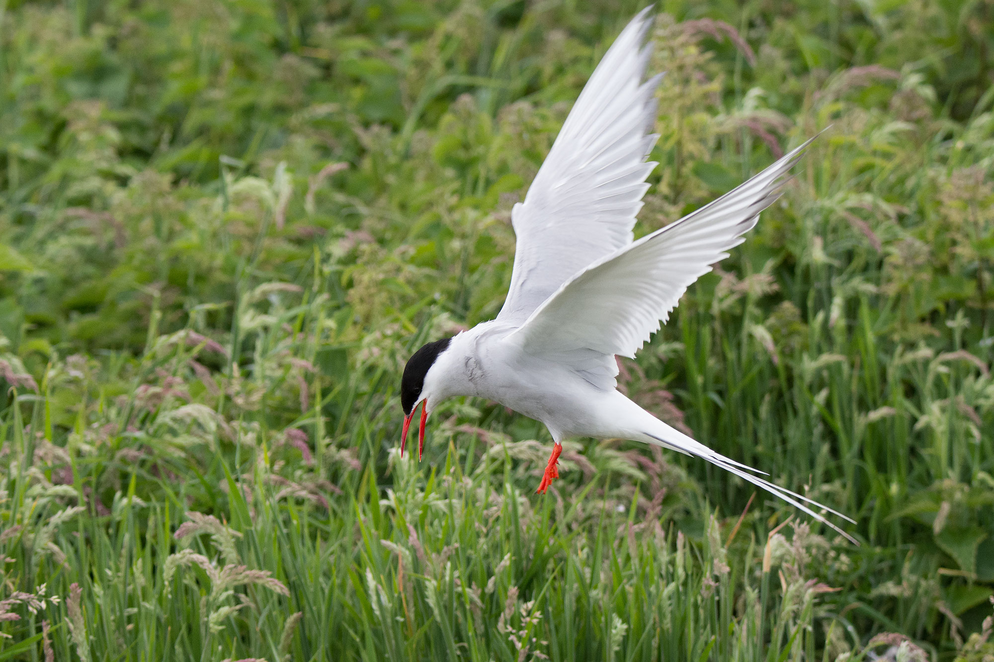 Sterna codalunga: Sterna paradisaea. En. Arctic Tern