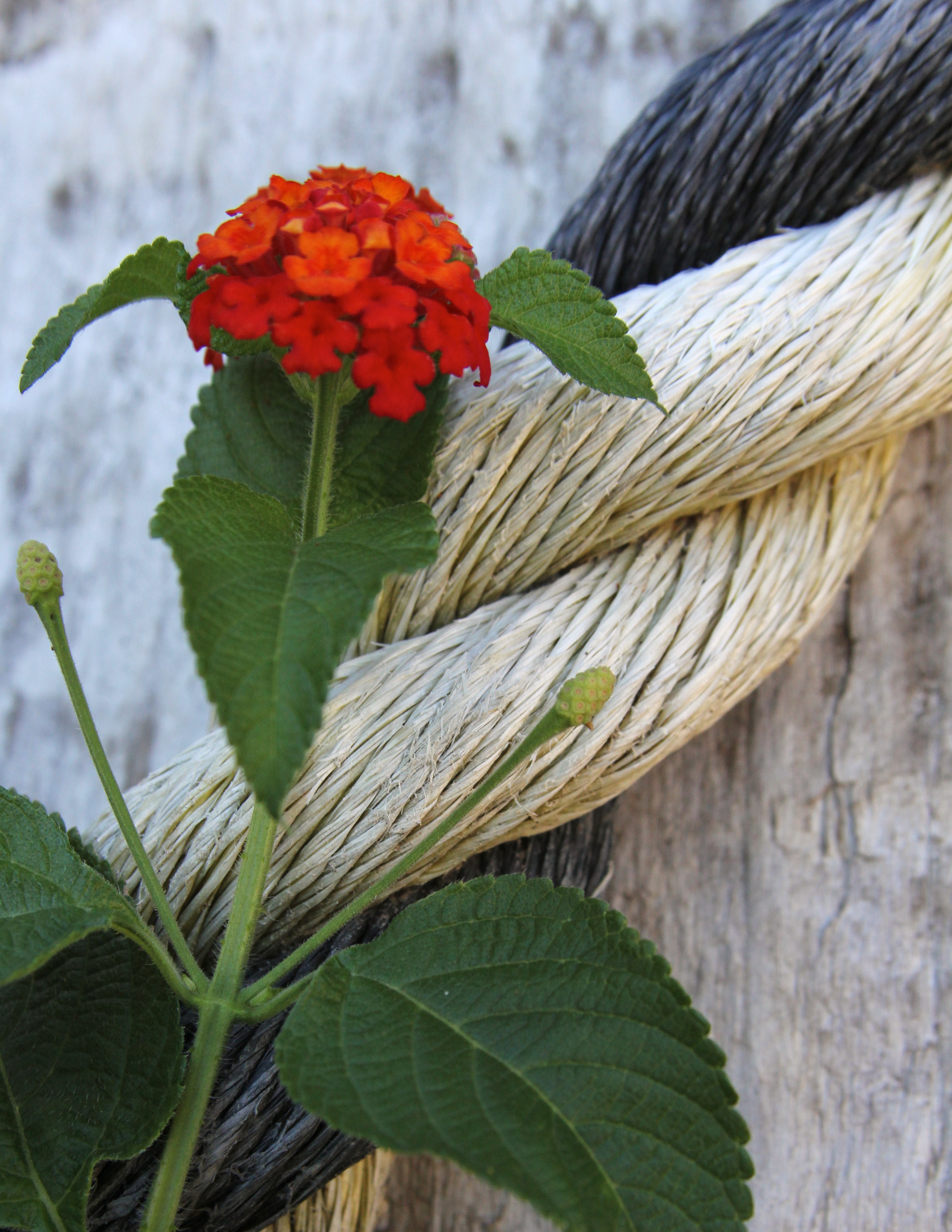 rope behind flower.jpg