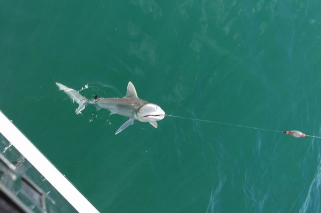 Marco Island, Jeff catch (shark)