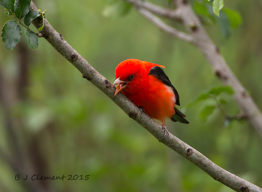 Scarlet Tanager ( Male )