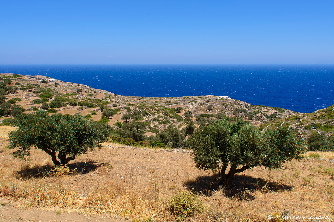 Oliviers en bord de mer