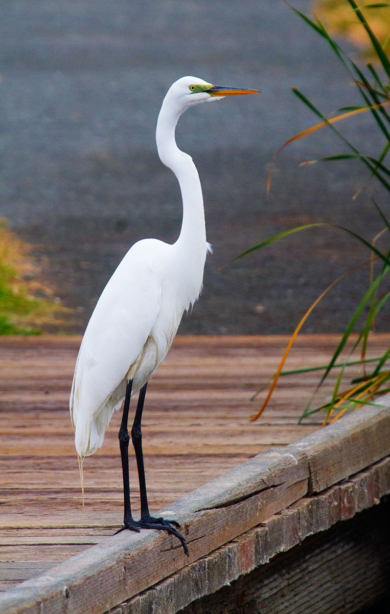 American egret  _MG_3885.jpg