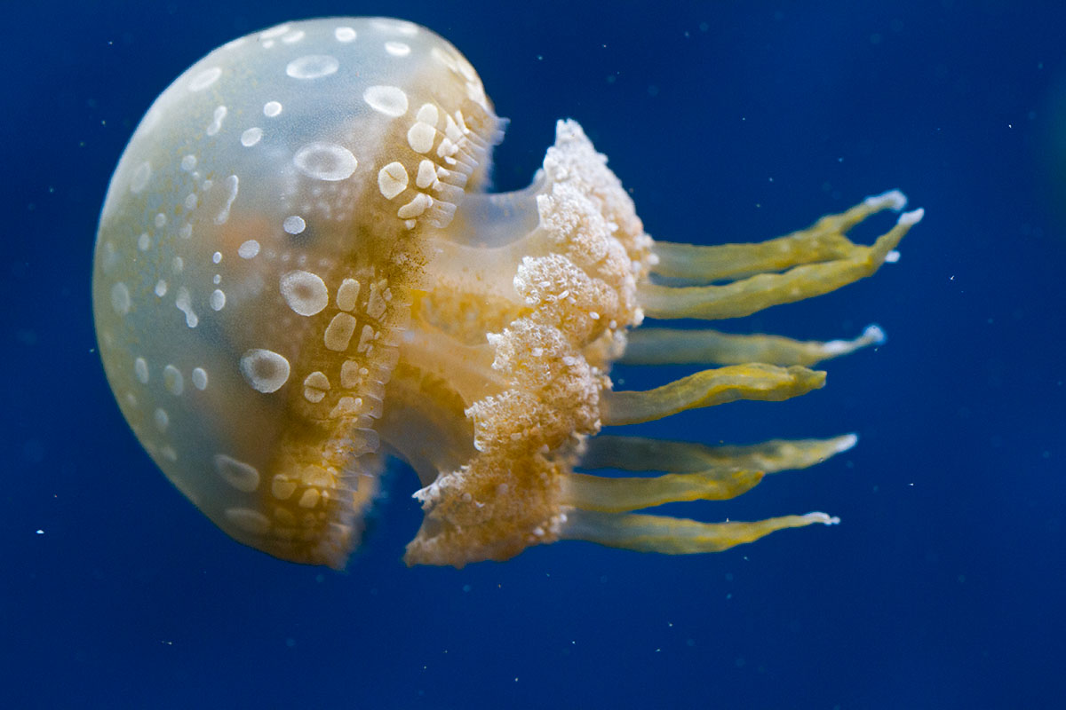side view jellyfish _MG_7688.jpg