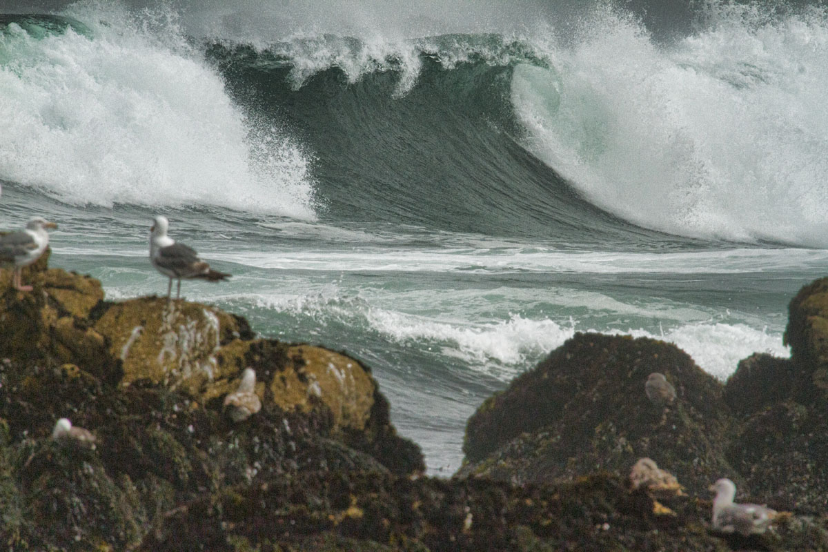 Big curling ocean wave  _MG_0477.jpg