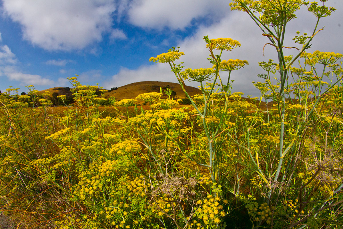 Fisheye flowers _MG_2002.jpg