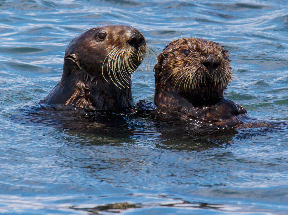  two sea otters _MG_6112.jpg