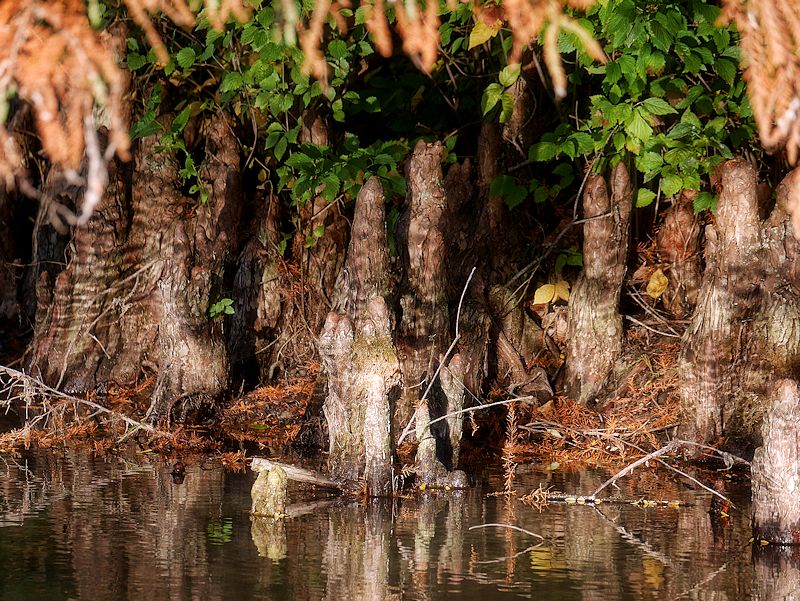 Cypress Knees