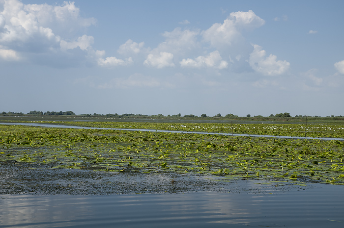 Donau Delta