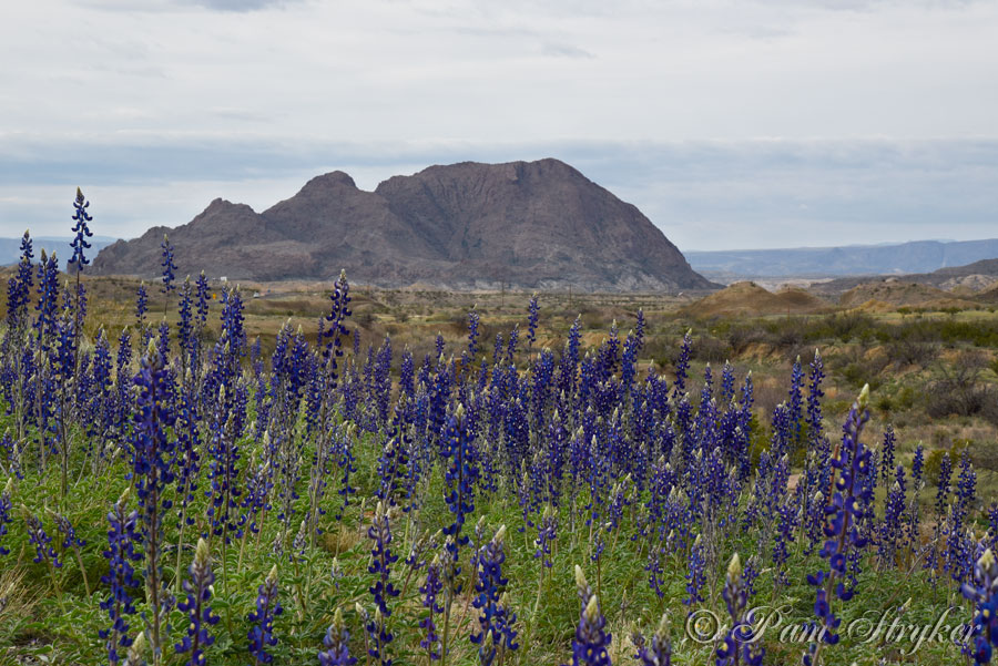 Bluebonnets at Big Bend National Park