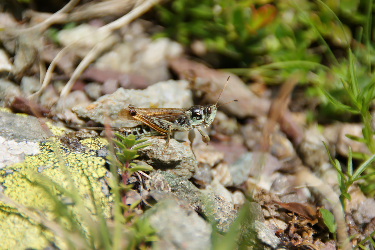 Acrotylus patruelis <br/> Schlanke Oedlandschrecke