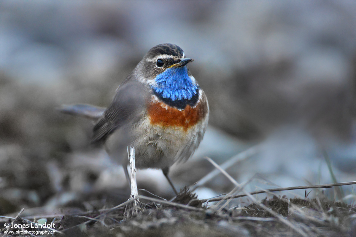 Luscinia svecica <br/> Bluethroat <br/> Blaukehlchen
