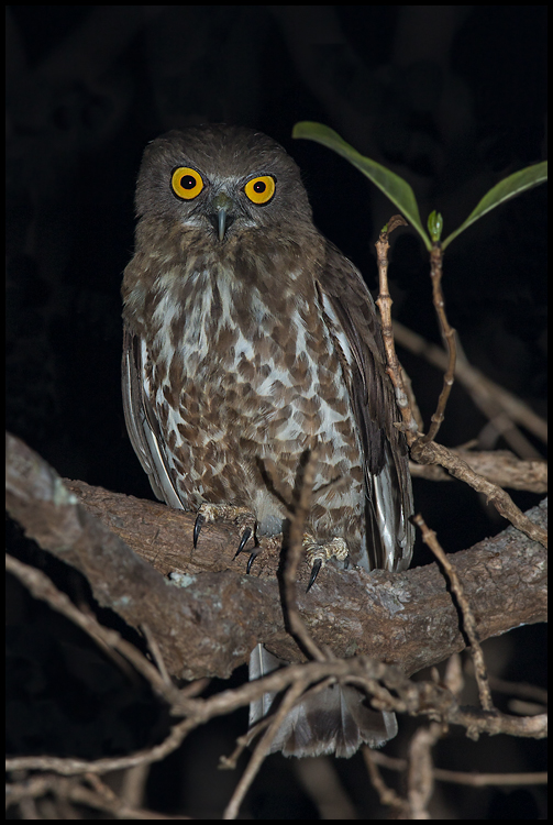 Brown Hawk-Owl 