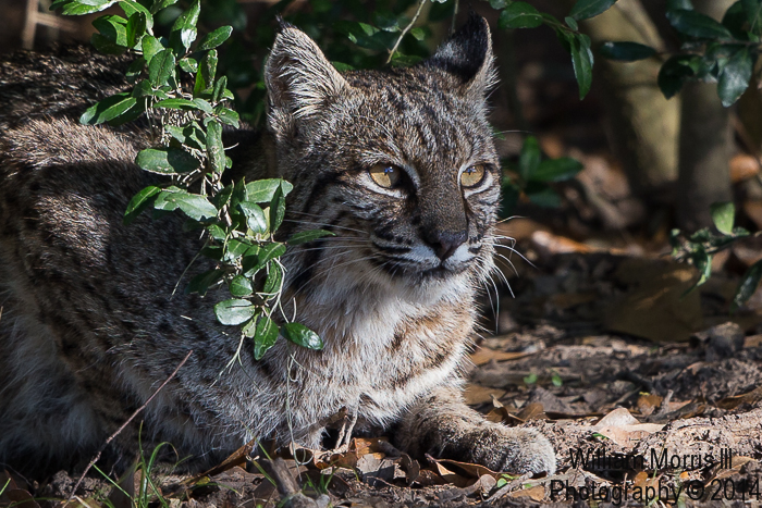 Bobcat-7887.jpg