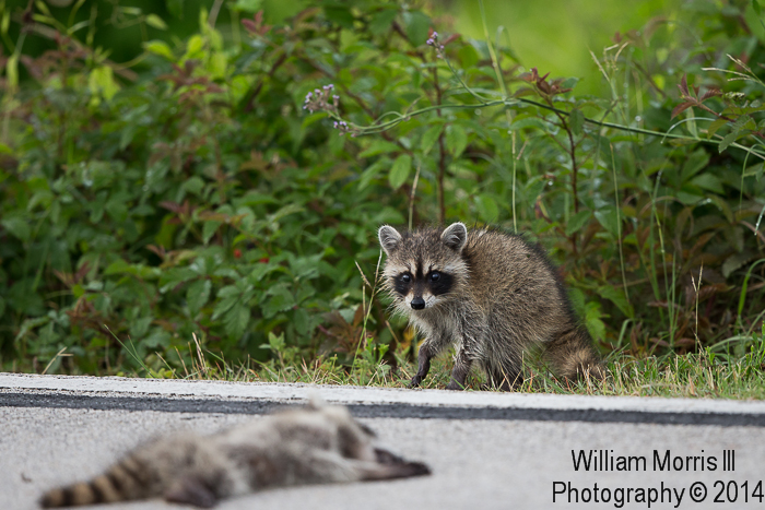 coons-1907.jpg