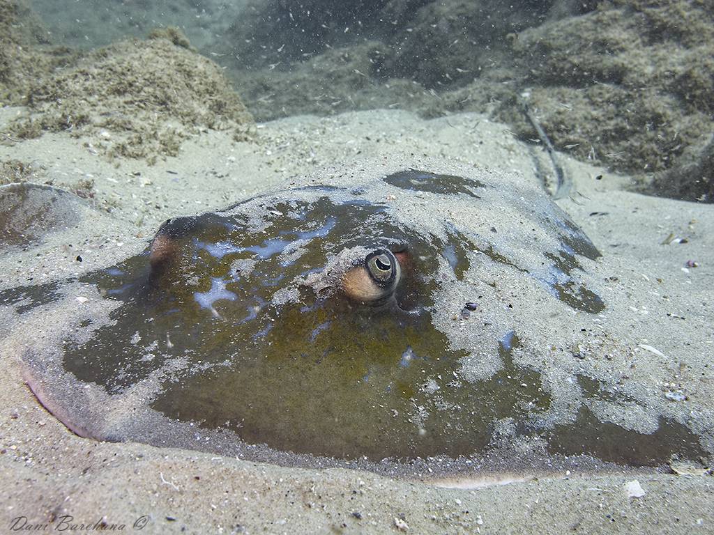 Mediterranean Stingray