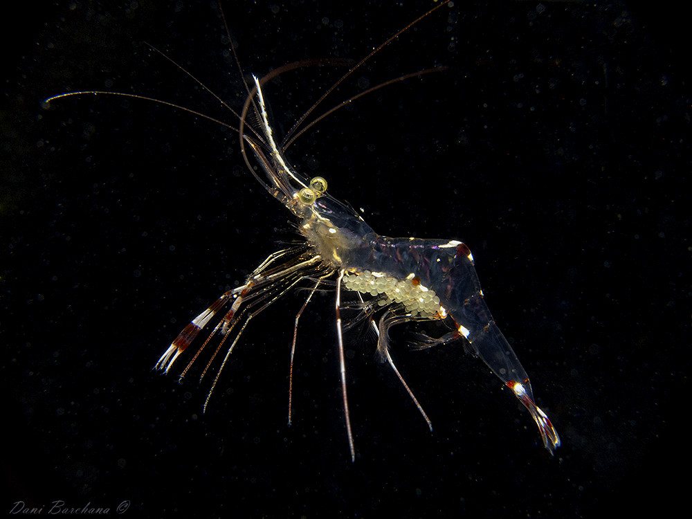 Partner Shrimp with eggs