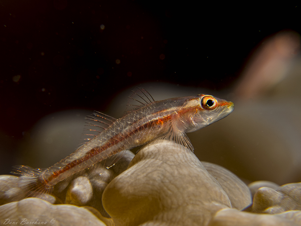  Toothy (Host) Goby  - Pleurosicya mossambica