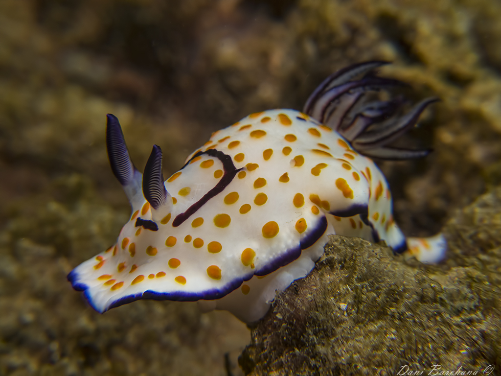  Chromodoris annulata - Mediterranean