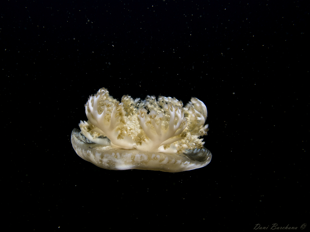 Cassiopea andromeda - Upside down Jellyfish