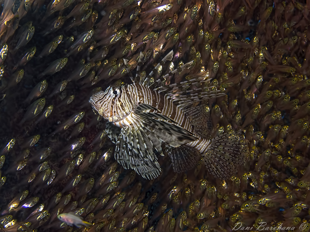 Pygmy sweepers (Parapriacanthus ransonneti)