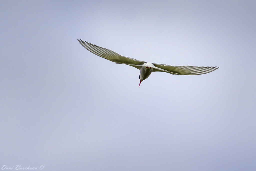 Arctic Tern