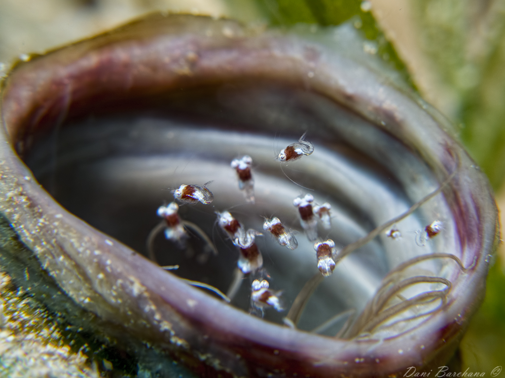 Anemone Mysid, Idiomysis tsurnamali Bacescu