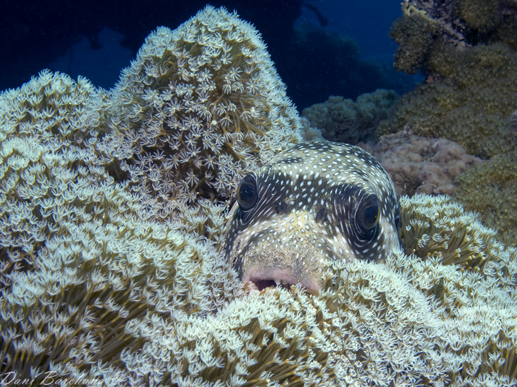 Whitespotted puffer (Arothron hispidus)