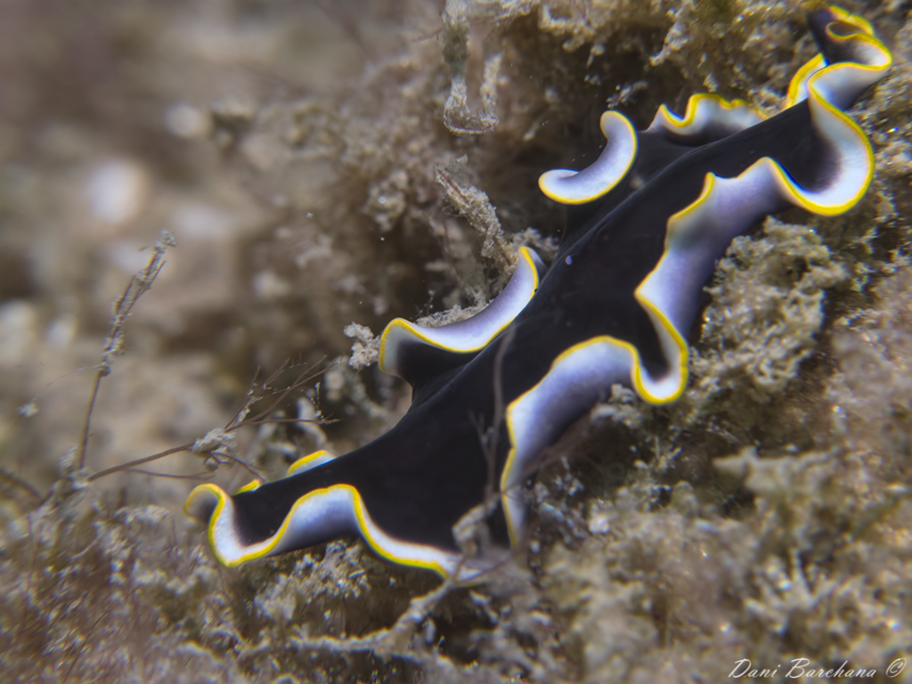 Pseudoceros prudhoei  (flat worm)