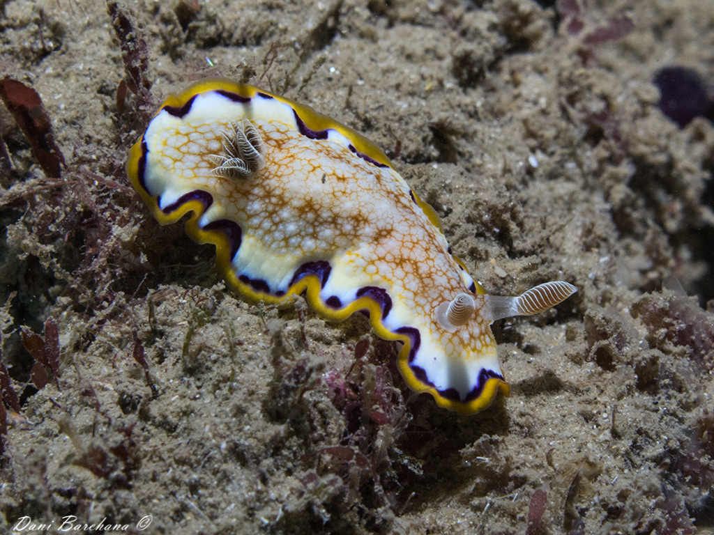 Goniobracnchus obsoletus - Mediterranean