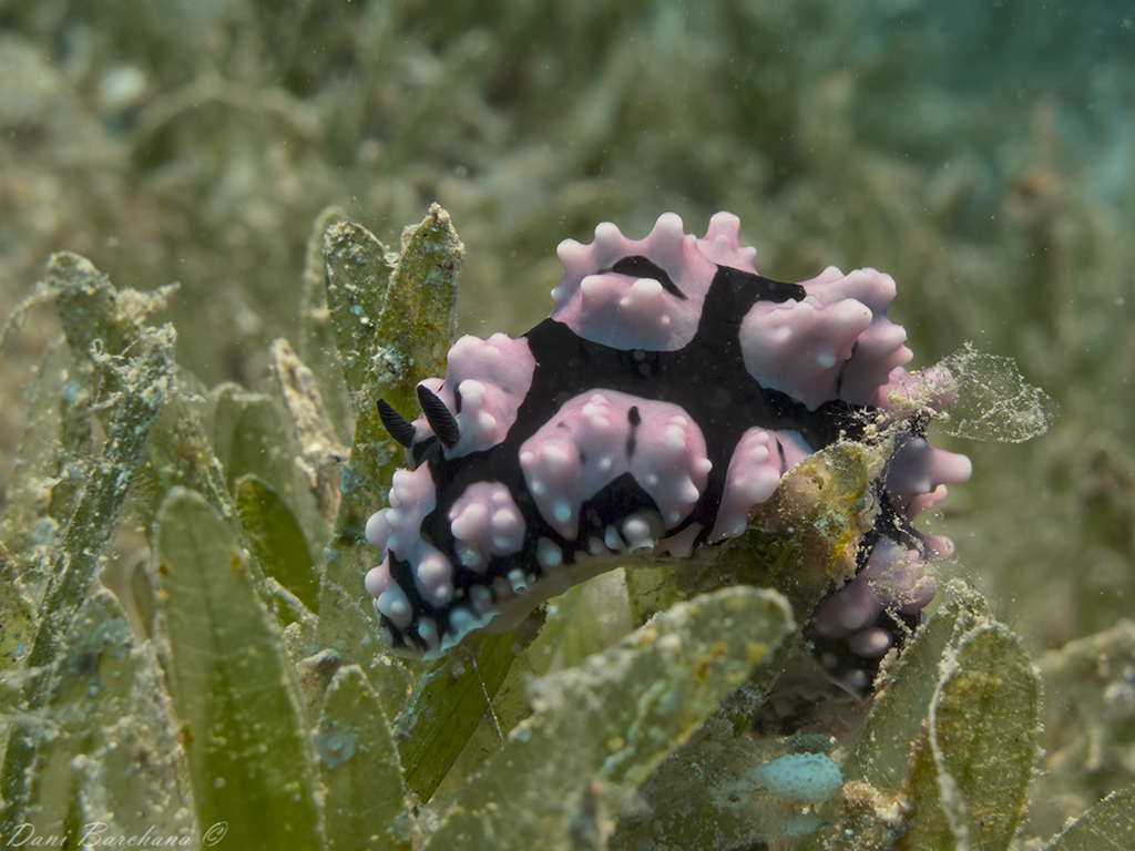 Phyllidiella pustulosa