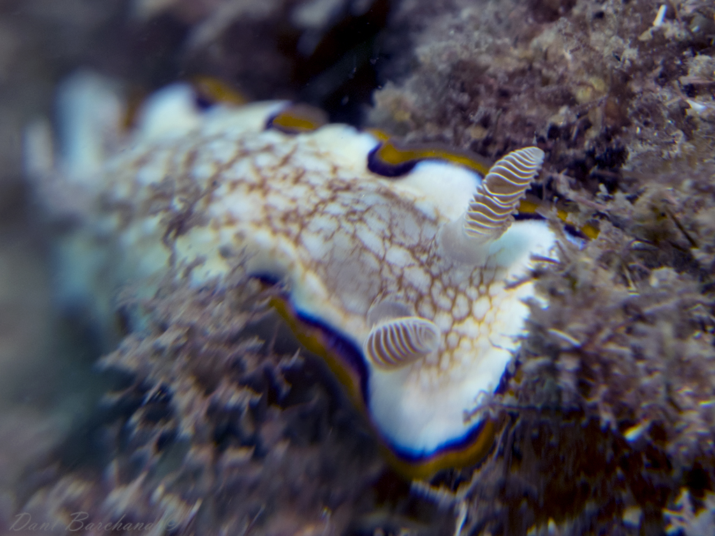 Goniobracnchus obsoletus - Mediterranean