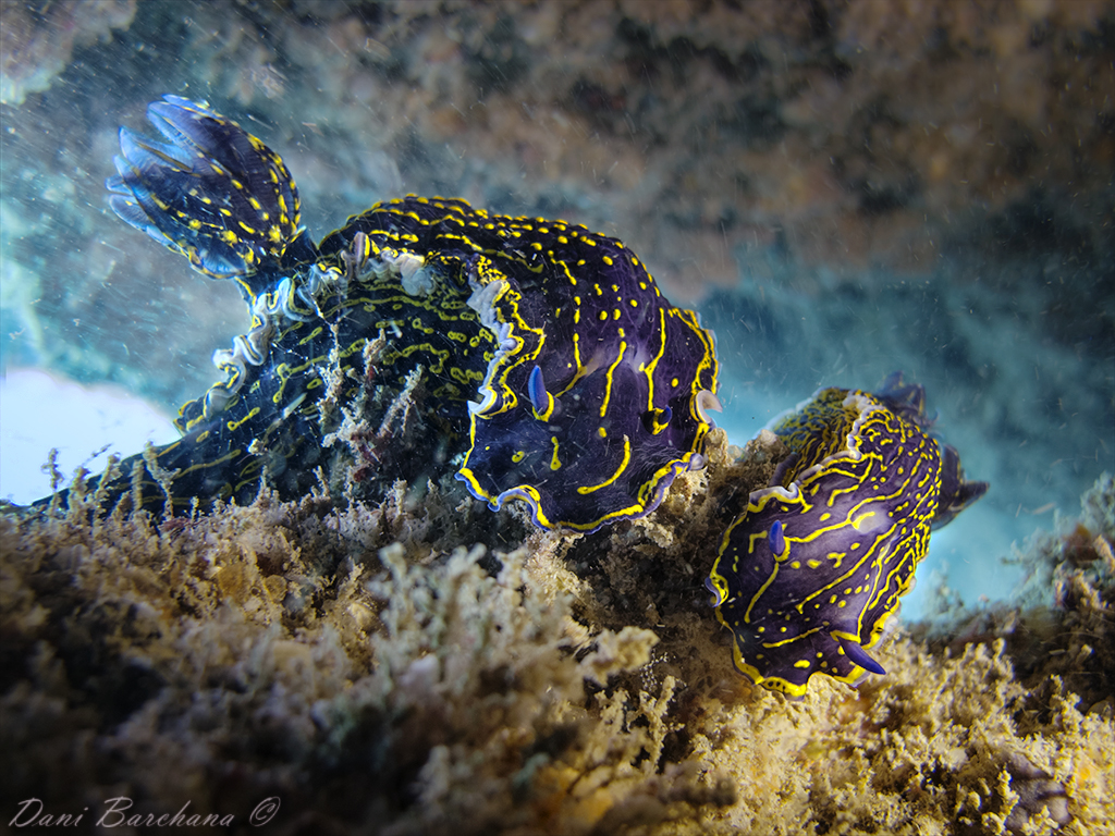 Hypselodoris picta, mediterranean