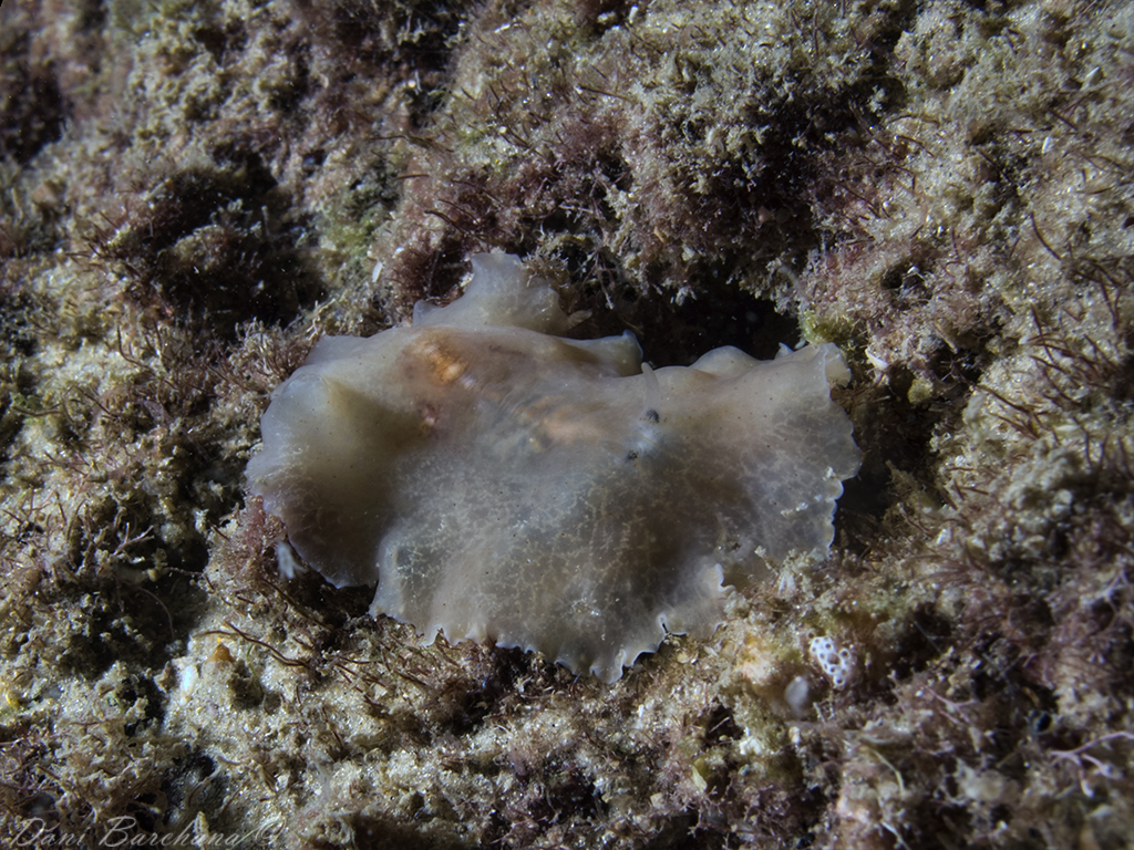 Flat Worm - Planocera Spp. (Mediterranean)