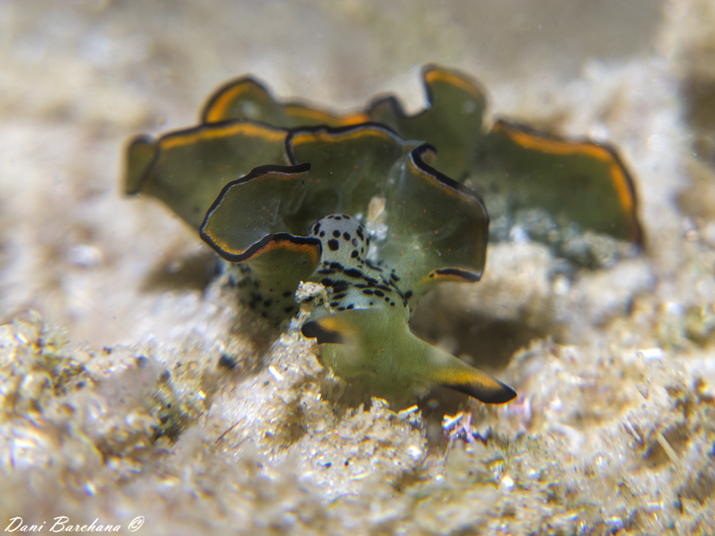 Elysia ornata, Mediterranean