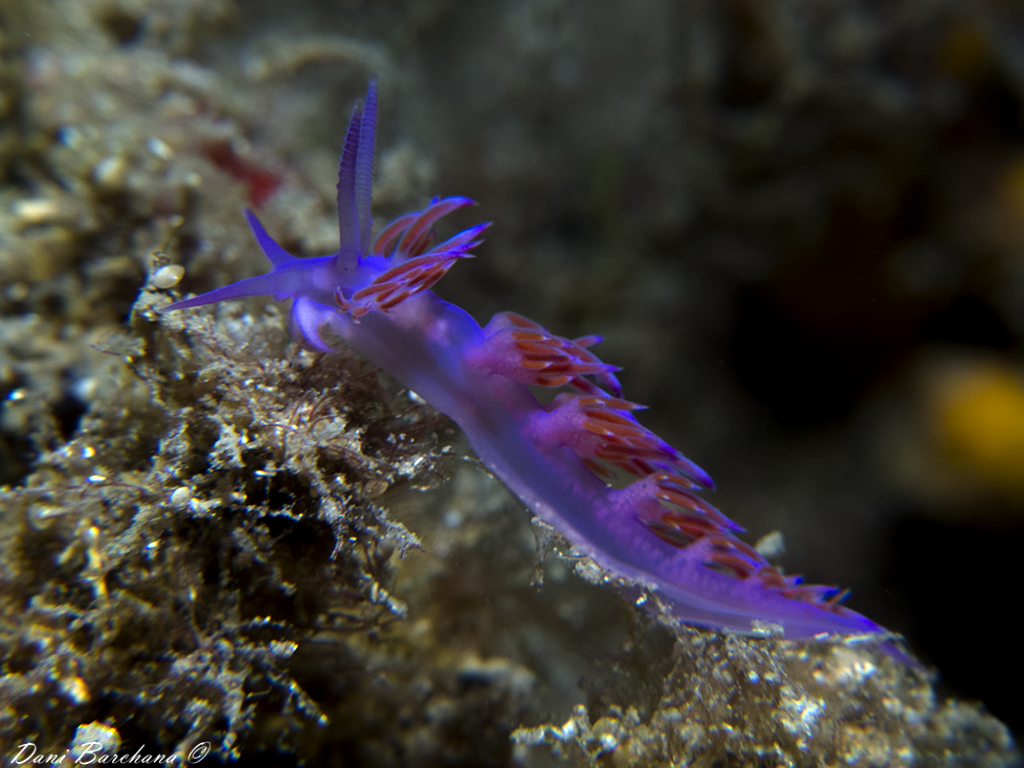 Flabellina affinis