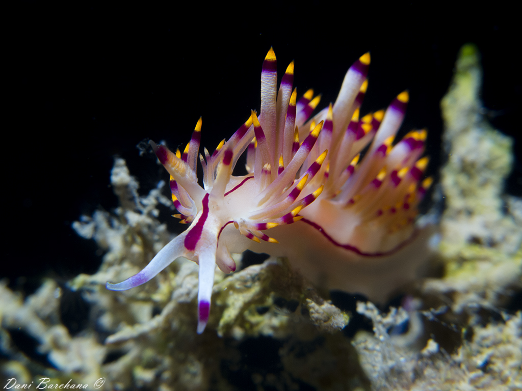 Flabellina rubrolineata