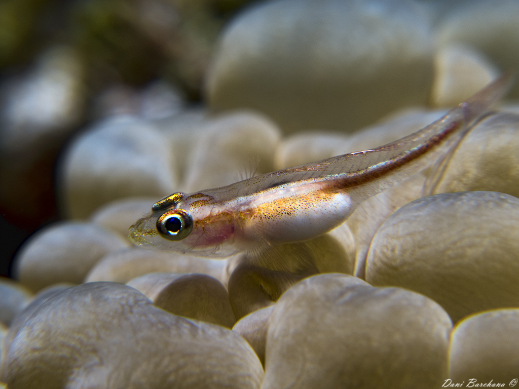  Toothy (Host) Goby  - Pleurosicya mossambica