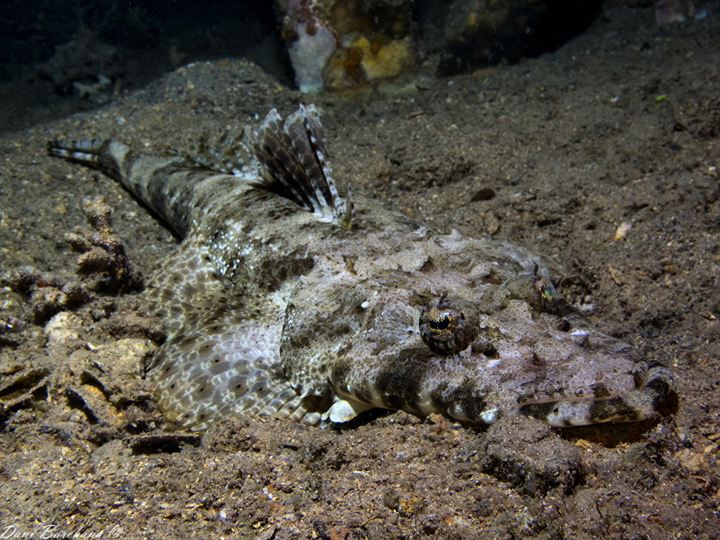 Tentacled flathead -  Papilloculiceps longiceps