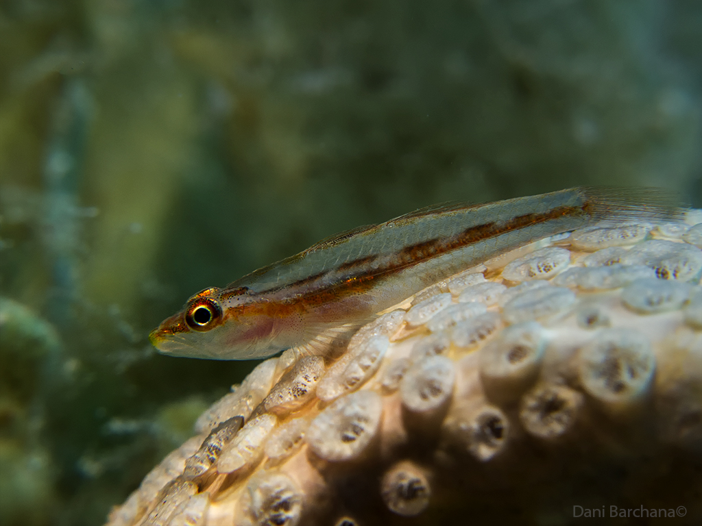 Toothy (Host) Goby - Pleurosicya mossambica